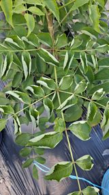 팜모닝 두릅·병해충상담 게시글 이미지