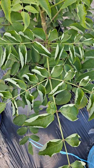 귀농2년/지성훈님의 두릅 · 병해충상담 작성글 사진