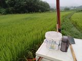 팜모닝 벼·영농일지 게시글 이미지