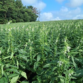 호동방인삼농장님의 참깨 · 자유게시판 작성글 사진