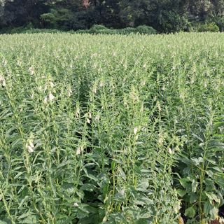 호동방인삼농장님의 참깨 · 자유게시판 작성글 사진