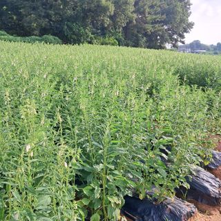 호동방인삼농장님의 참깨 · 자유게시판 작성글 사진