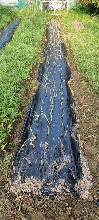 달방구님의 파 · 자유게시판 작성글 사진