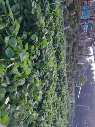 행복의집1592님의 고추 · 병해충상담 작성글 사진