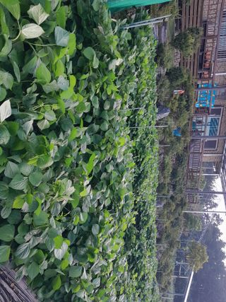 행복의집1592님의 고추 · 병해충상담 작성글 사진