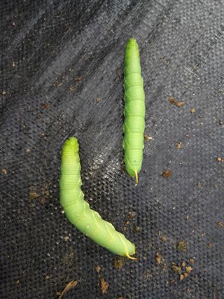 행복의집1592님의 고추 · 병해충상담 작성글 사진