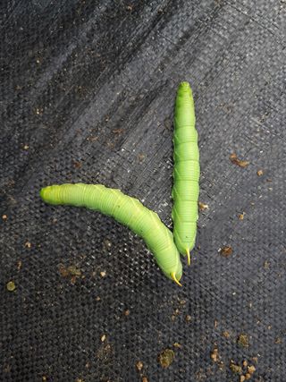 행복의집1592님의 고추 · 병해충상담 작성글 사진