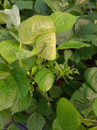 행복의집1592님의 고추 · 병해충상담 작성글 사진