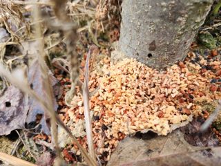 귀요미맘님의 사과 · 병해충상담 작성글 사진