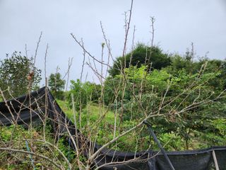 귀요미맘님의 사과 · 병해충상담 작성글 사진