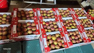 김준한님의 자두 · 자유게시판 작성글 사진