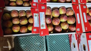 김준한님의 자두 · 자유게시판 작성글 사진