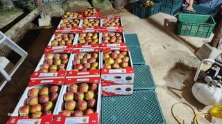 김준한님의 자두 · 자유게시판 작성글 사진