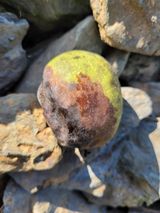 팜모닝 기타작물·자유게시판 게시글 이미지