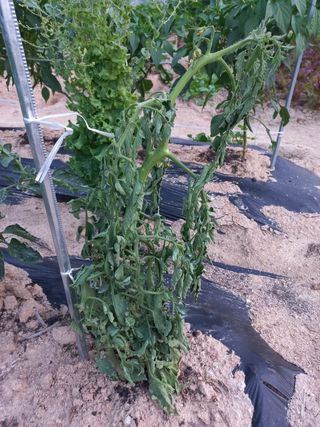 이화중님의 토마토 · 병해충상담 작성글 사진