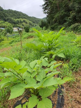 행복하게~님의 자유주제 · 자유게시판 작성글 사진
