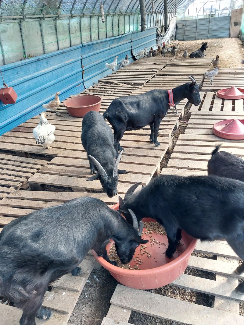 장터 상품 [흑염소숫컷2마리] 썸네일