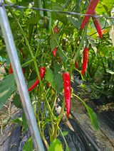 팜모닝 나의 농사 필수품 소개하기·참여글 게시글 이미지