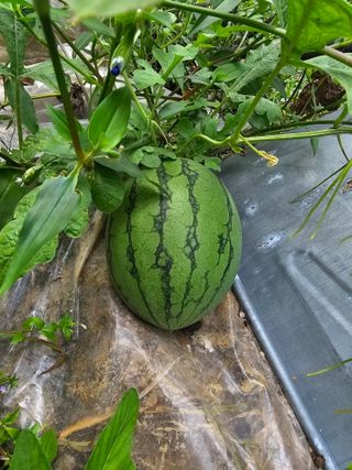 Bmww2226님의 나의 농사 필수품 소개하기 · 참여글 작성글 사진