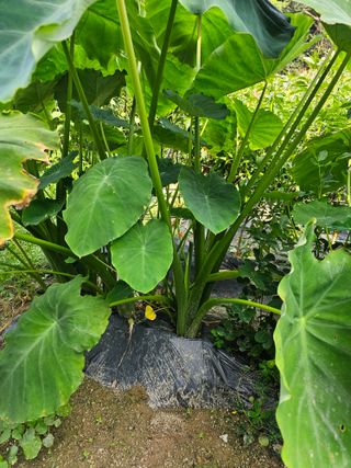 Bmww2226님의 나의 농사 필수품 소개하기 · 참여글 작성글 사진