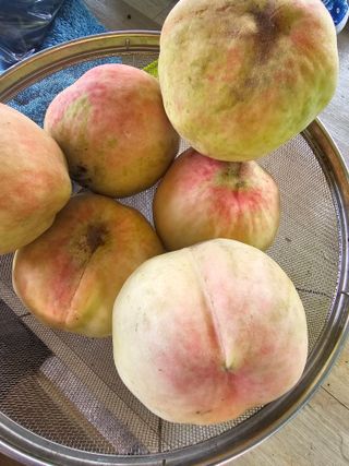 Bmww2226님의 나의 농사 필수품 소개하기 · 참여글 작성글 사진