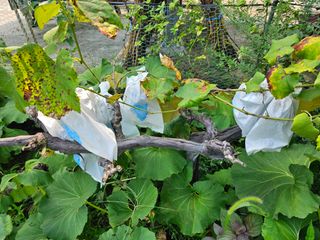 Bmww2226님의 나의 농사 필수품 소개하기 · 참여글 작성글 사진