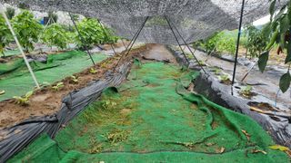 정금기님의 기타작물 · 자유게시판 작성글 사진