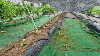 정금기님의 기타작물 · 자유게시판 작성글 사진