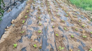 정금기님의 기타작물 · 자유게시판 작성글 사진