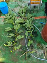 팜모닝 팜모닝 병해충 연구회·병해충 경험담 게시글 이미지