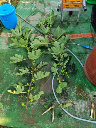 농민님의 팜모닝 병해충 연구회 · 병해충 경험담 작성글 사진