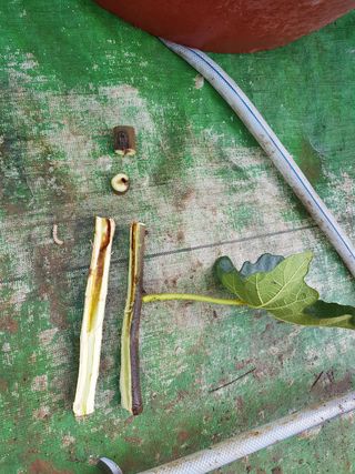 농민님의 팜모닝 병해충 연구회 · 병해충 경험담 작성글 사진