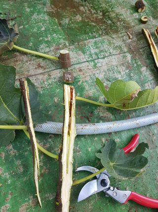 농민님의 팜모닝 병해충 연구회 · 병해충 경험담 작성글 사진