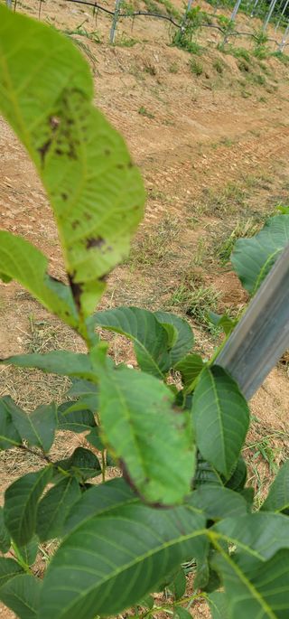 초보농부요셉님의 기타작물 · 병해충상담 작성글 사진