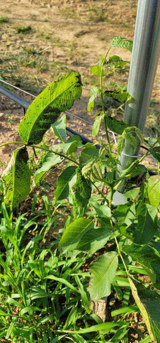 초보농부요셉님의 기타작물 · 병해충상담 작성글 사진