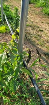 팜모닝 기타작물·병해충상담 게시글 이미지