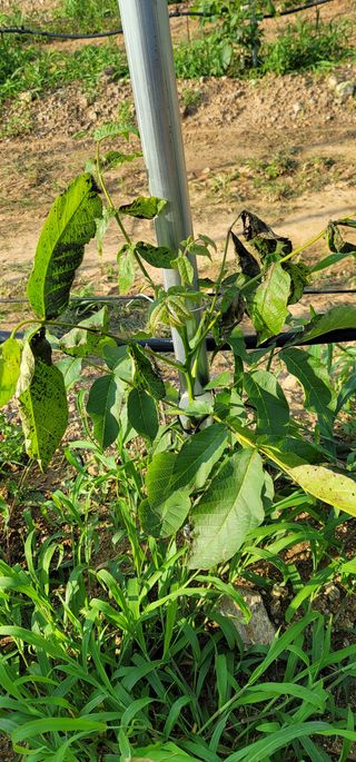 초보농부요셉님의 기타작물 · 병해충상담 작성글 사진