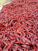 팜모닝 고추·수확 게시글 이미지