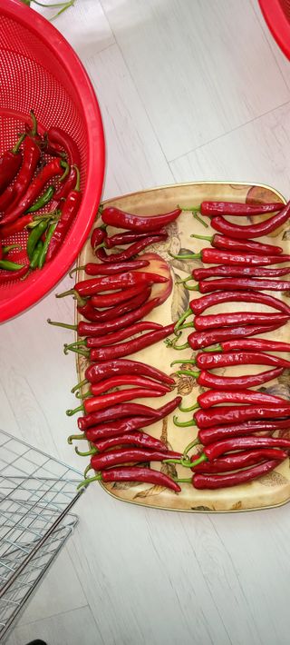 행복농장님의 고추 · 수확 작성글 사진