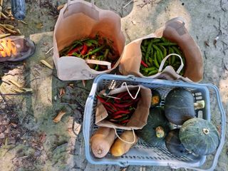 권오정님의 오이 · 자유게시판 작성글 사진