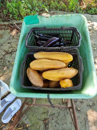 권오정님의 오이 · 영농일지 작성글 사진