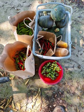 권오정님의 오이 · 영농일지 작성글 사진