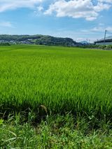 팜모닝 벼·자유게시판 게시글 이미지