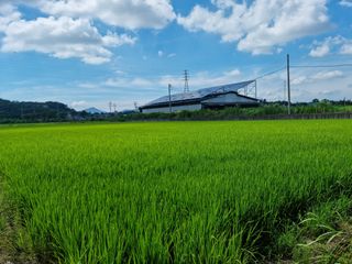 권오정님의 벼 · 자유게시판 작성글 사진