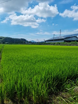 권오정님의 벼 · 자유게시판 작성글 사진
