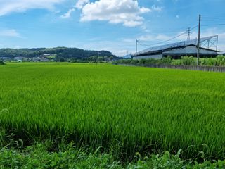 권오정님의 벼 · 자유게시판 작성글 사진