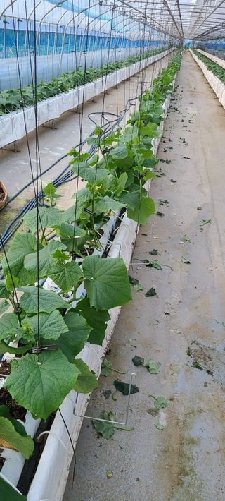 현수님의 오이 · 자유게시판 작성글 사진