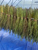 팜모닝 참깨·자유게시판 게시글 이미지