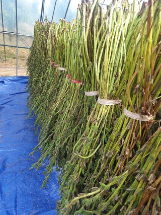 김주희님의 참깨 · 자유게시판 작성글 사진