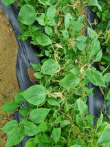 팜모닝 들깨·자유게시판 게시글 이미지